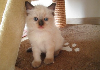 femelle seal colourpoint - 4 semaines - Chatterie Ragdolls du Val de Beauvoir